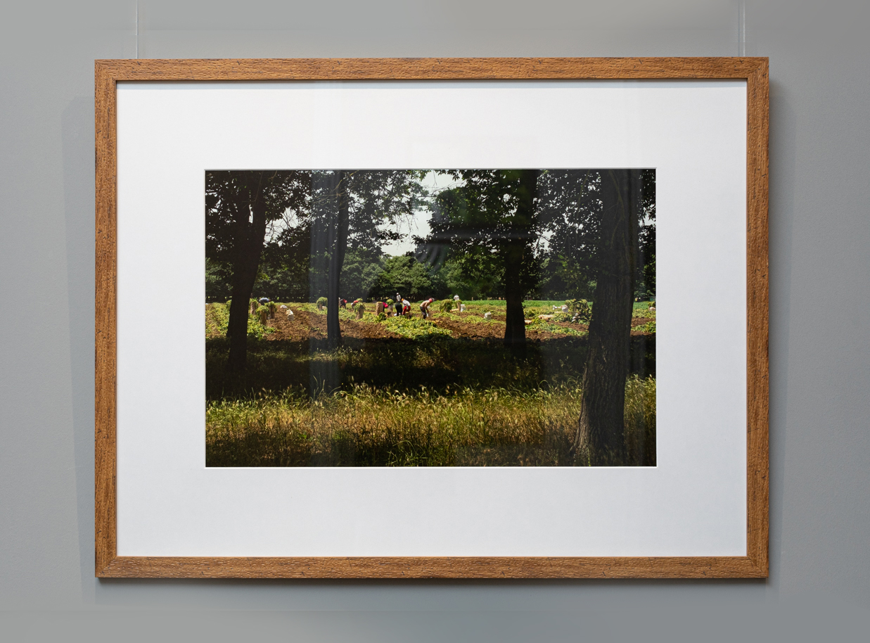 Kolkhoz / Kartof yığımı 2021 - Artwork