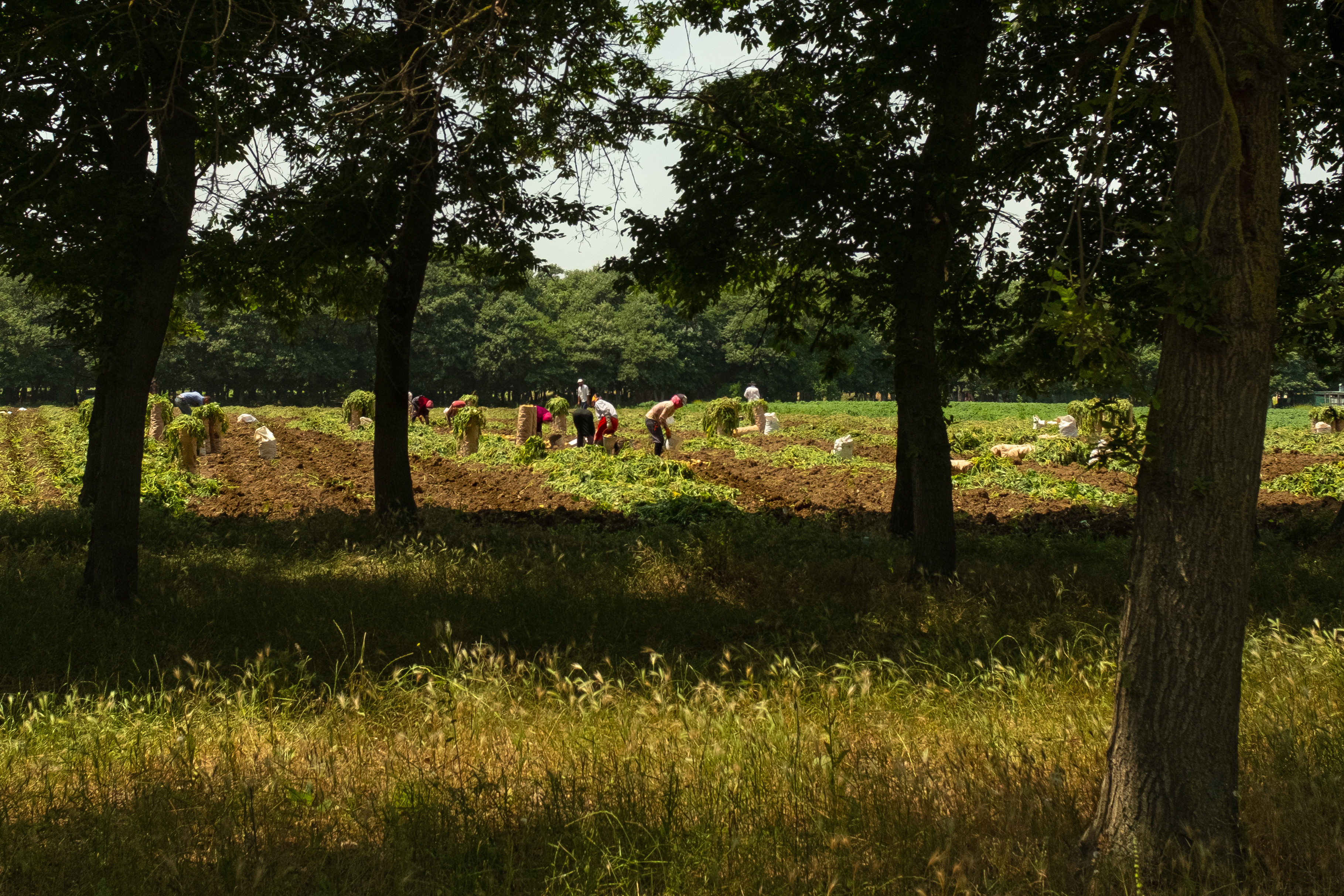 Kolkhoz / Kartof yığımı 2021 - Artwork