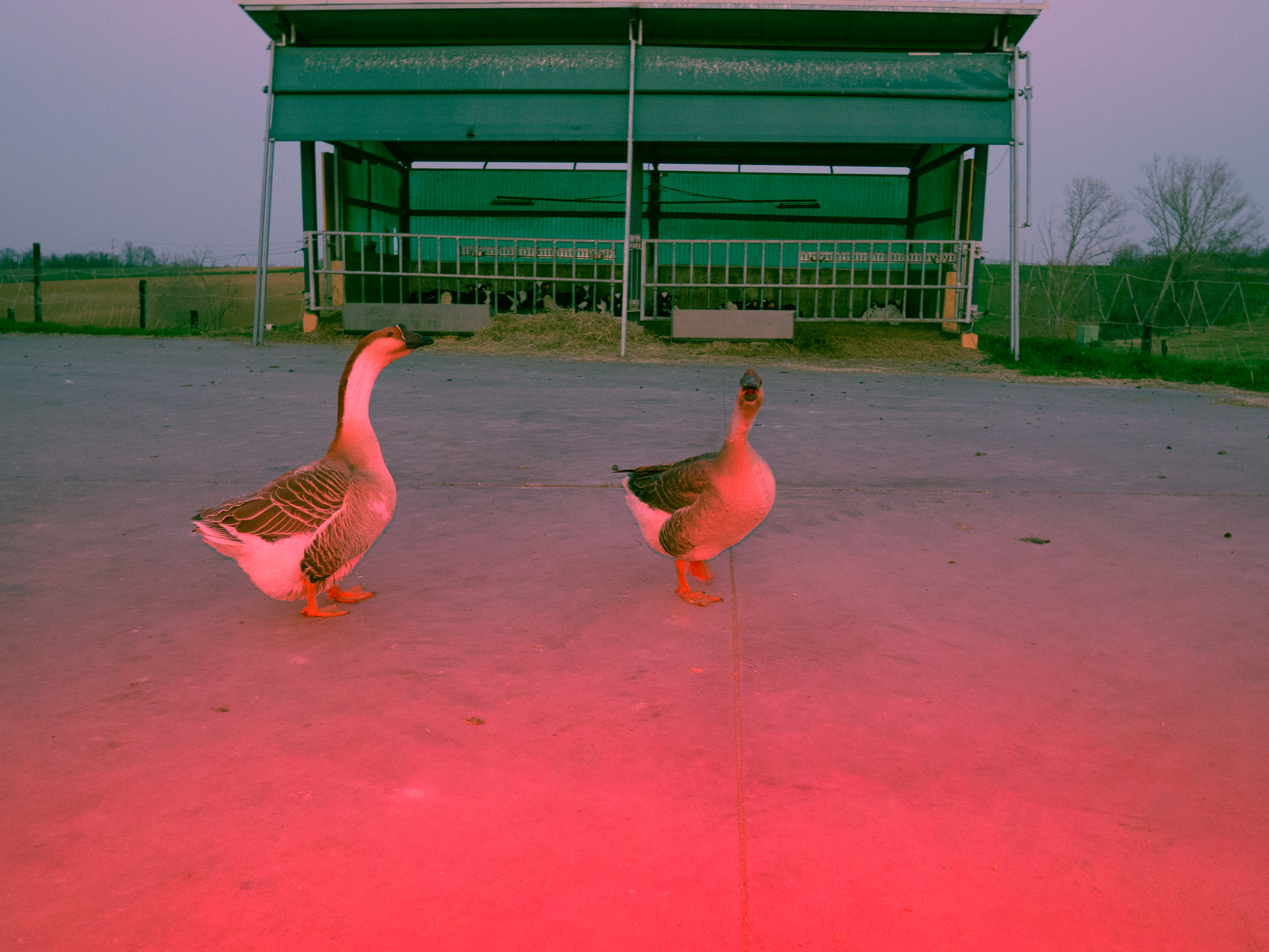 Dive project - Artwork