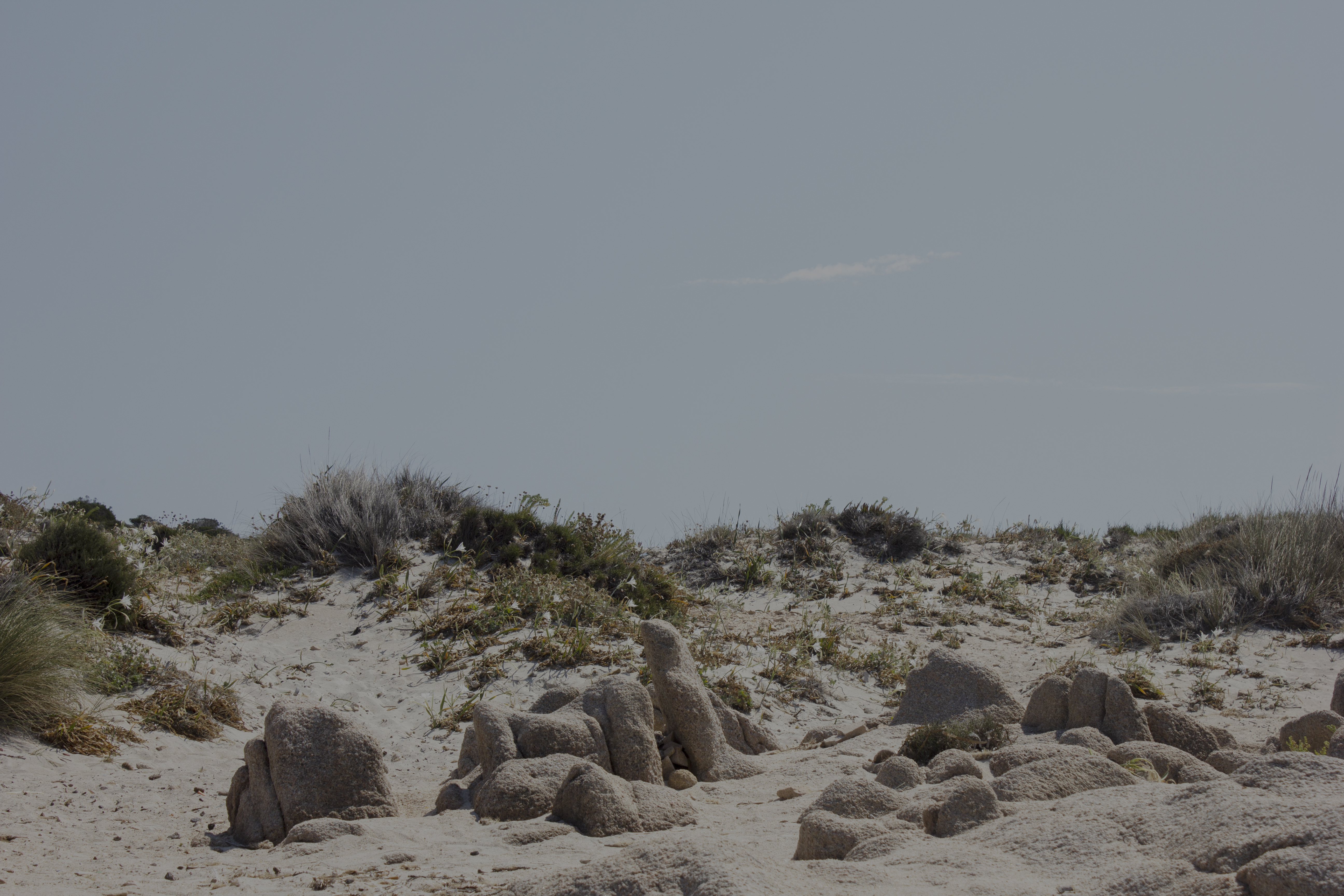 SRDN BACKYARDS - Artwork