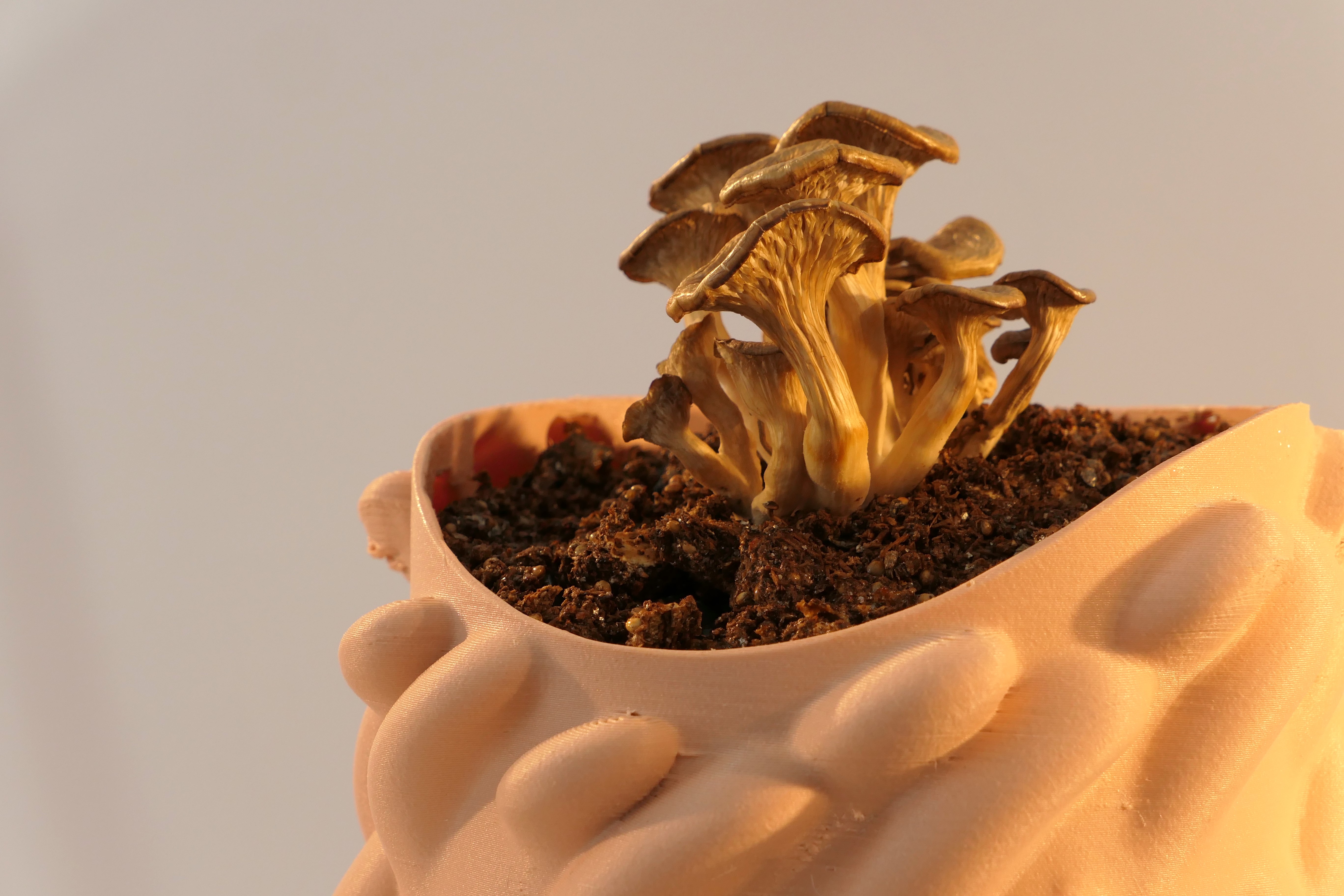 Honguera Series_ 02 - Artwork