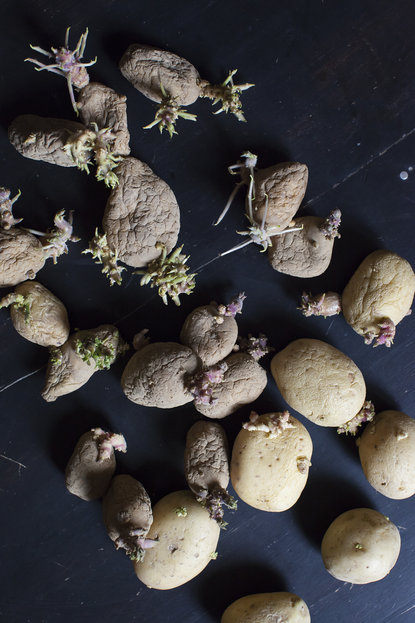 La Vie Grouille (1/110) - Artwork