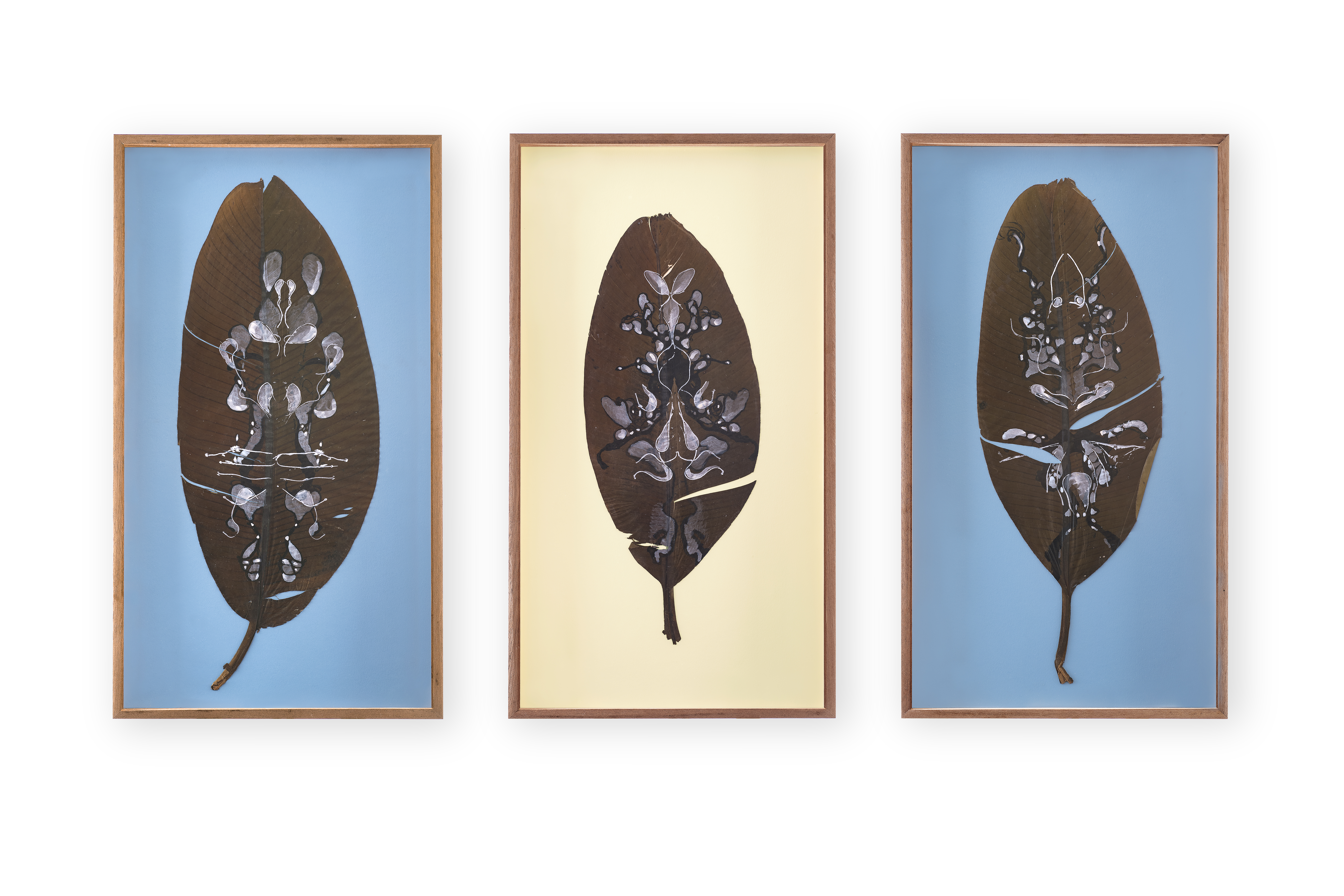 COGLIERE LA VIOLA - Artwork