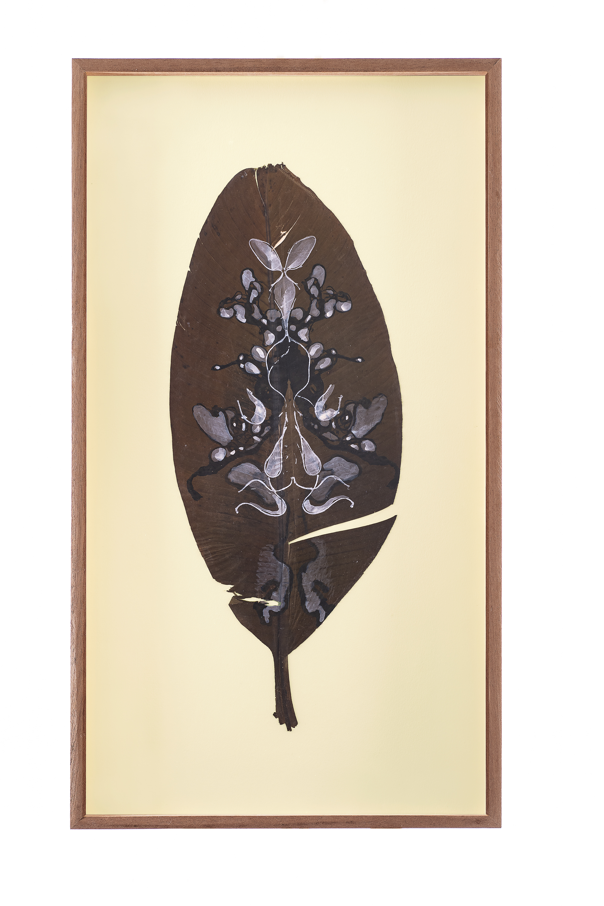 COGLIERE LA VIOLA - Artwork