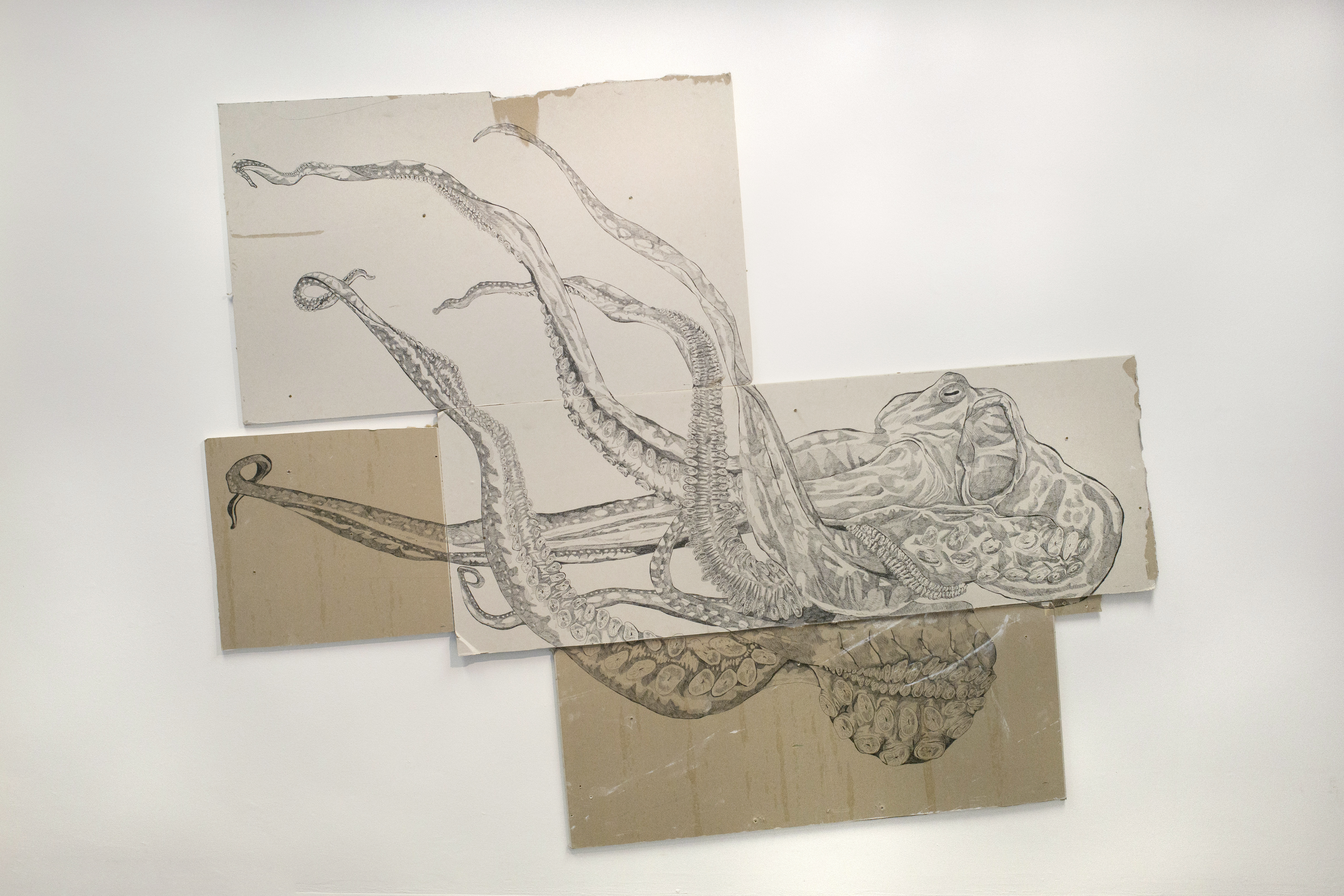 cephalopoda 2017 - Artwork