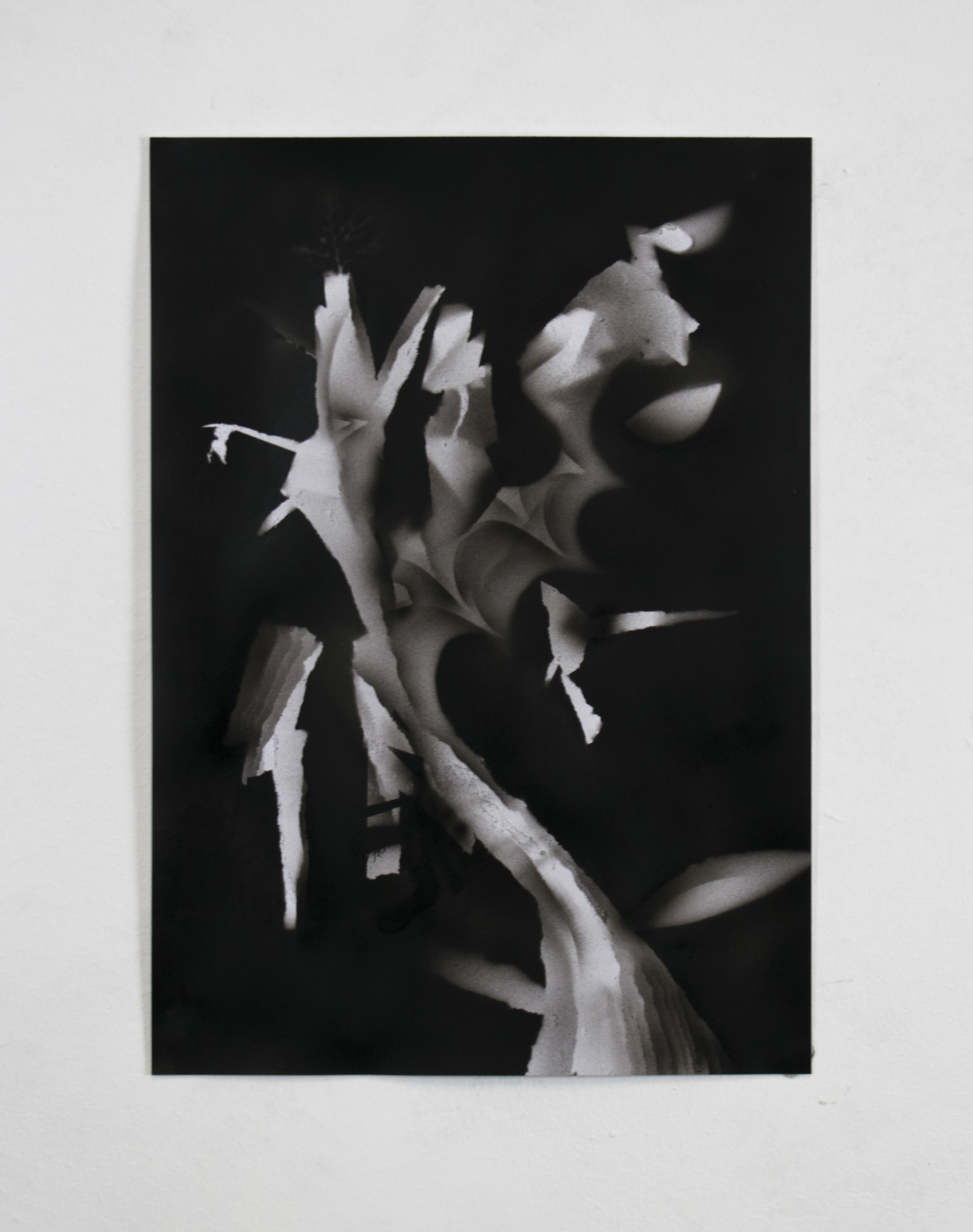 Herbarium #02 - Artwork