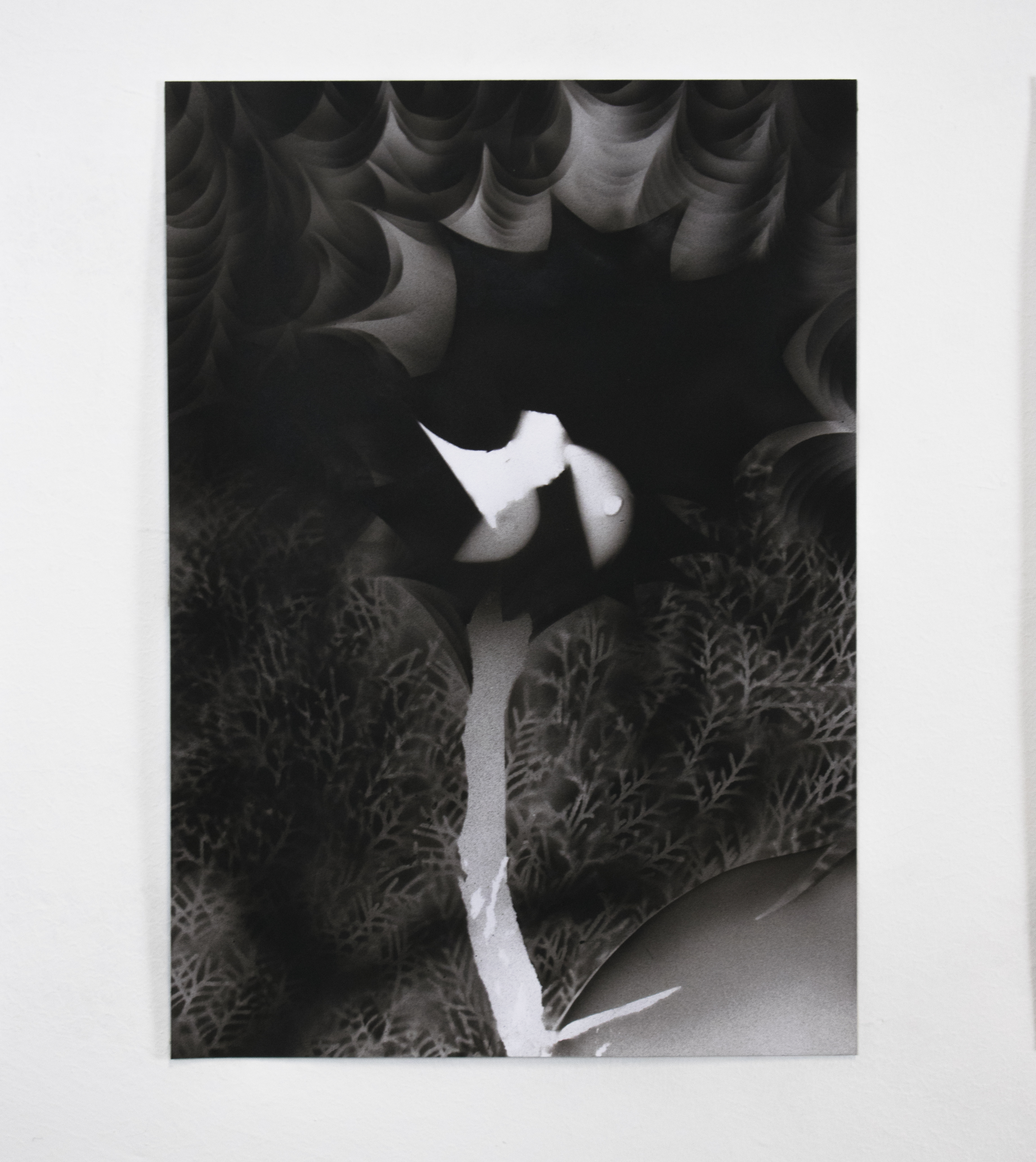 Herbarium #01 - Artwork